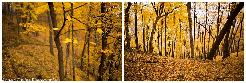 frontenac state park lower bluff trail forest