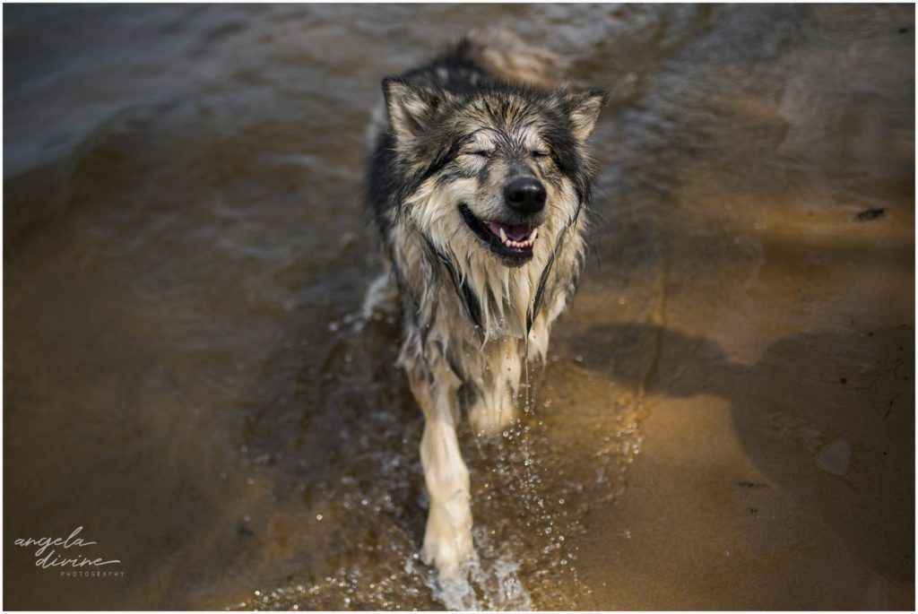 keep your dog cool during summer