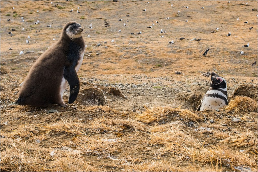 Punta Arenas Isla Magdalena baby penguin