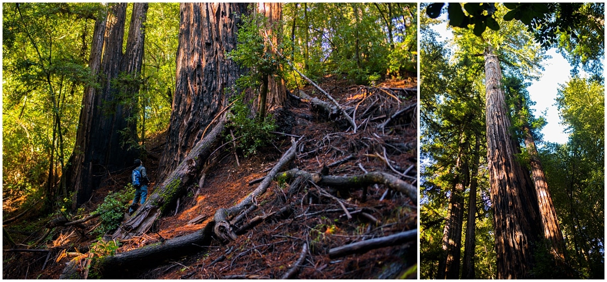 Giant Redwoods in California